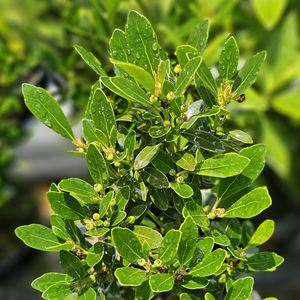 Shamrock Dwarf Inkberry Holly, Gallberry, Appalachain Tea, Evergreen Winterberry, Ilex glabra 'Shamrock'